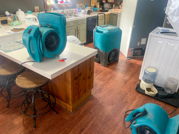 Best Mold removal after water damage  in Grant, MN