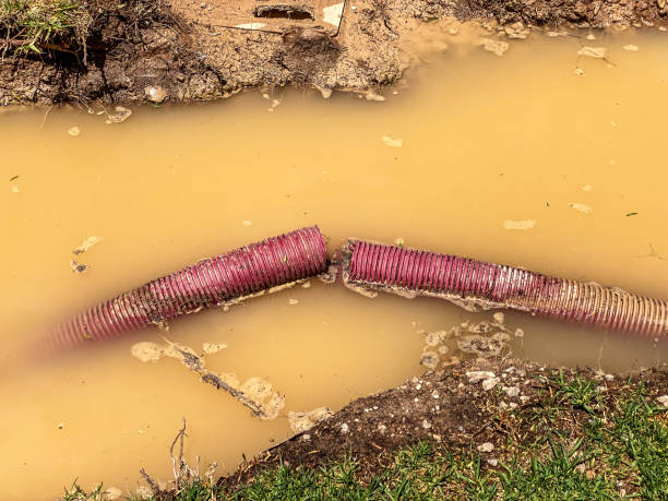 Best Flood restoration services  in Grant, MN